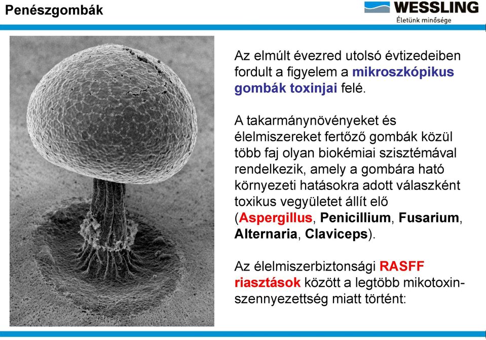 amely a gombára ható környezeti hatásokra adott válaszként toxikus vegyületet állít elő (Aspergillus, Penicillium,