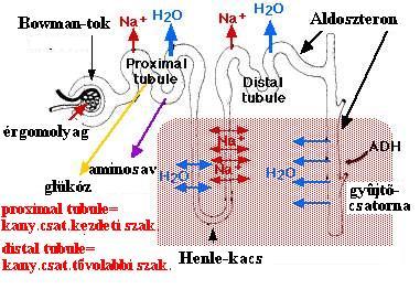 Az emberi vizelet (http://hu.wikipedia.org/wiki/vizelet): a vesék kiválasztó működésének végterméke, amely a külvilágba ürül ( 1-1,5liter/nap).