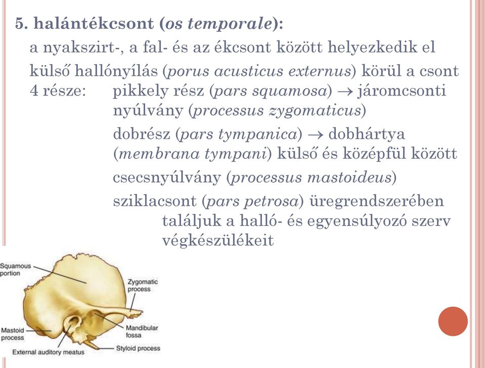 zygomaticus) dobrész (pars tympanica) dobhártya (membrana tympani) külső és középfül között csecsnyúlvány