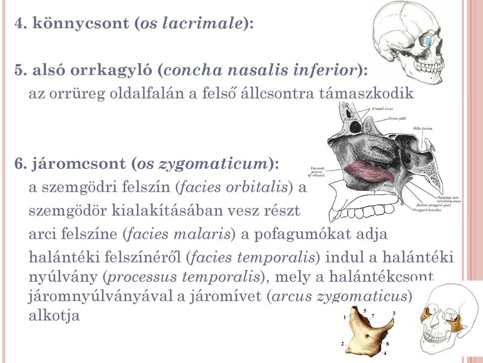 járomcsont (os zygomaticum): a szemgödri felszín (facies orbitalis) a szemgödör kialakításában vesz részt arci