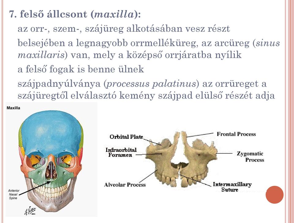 középső orrjáratba nyílik a felső fogak is benne ülnek szájpadnyúlványa