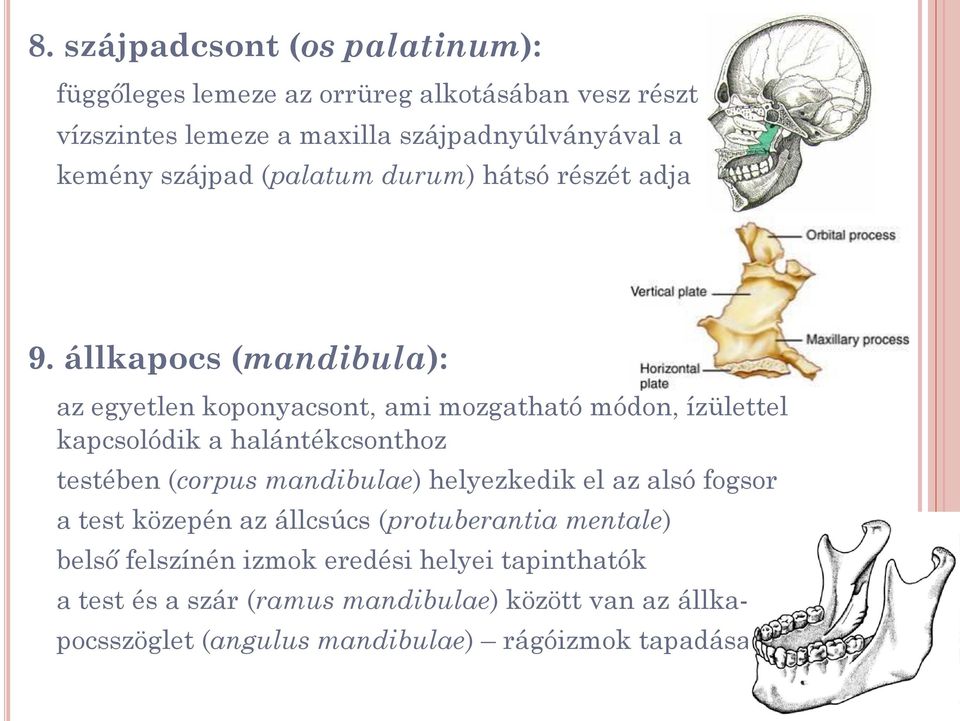 állkapocs (mandibula): az egyetlen koponyacsont, ami mozgatható módon, ízülettel kapcsolódik a halántékcsonthoz testében (corpus mandibulae)