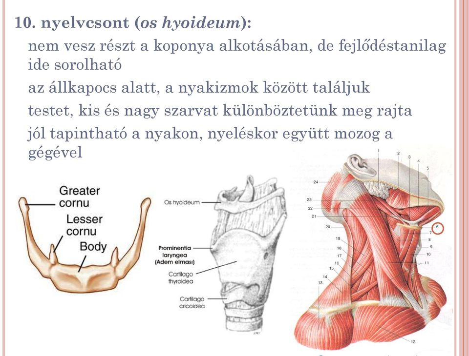 alatt, a nyakizmok között találjuk testet, kis és nagy szarvat