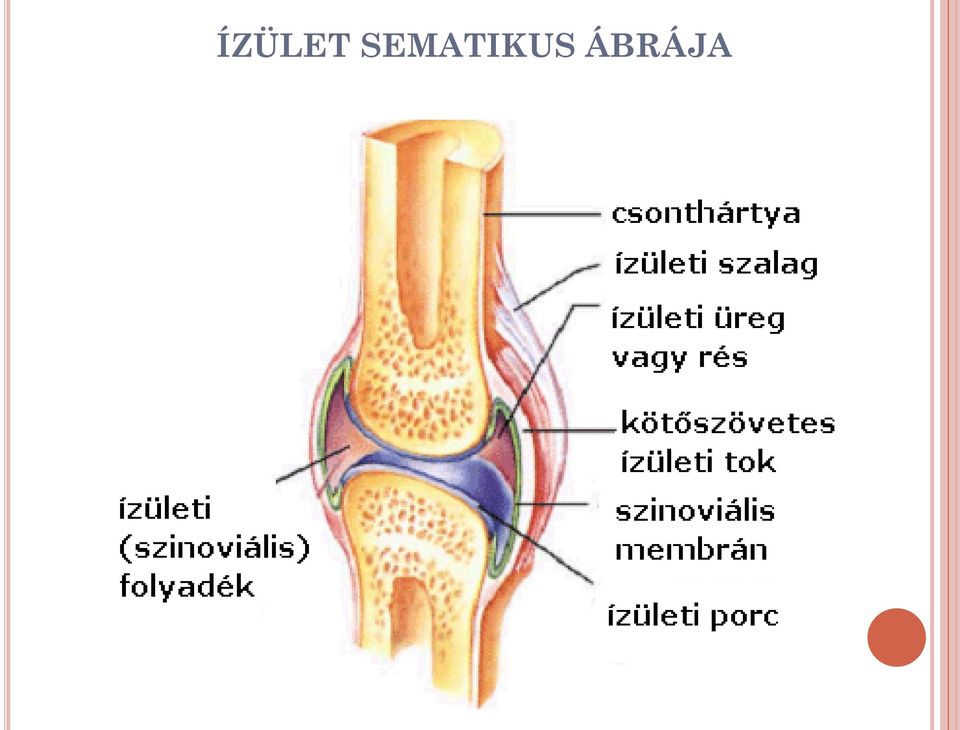 a láb kicsi csontok ízületi kezelése