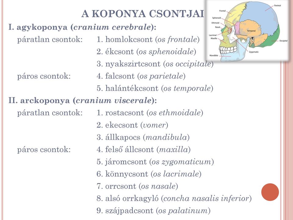 arckoponya (cranium viscerale): páratlan csontok: 1. rostacsont (os ethmoidale) 2. ekecsont (vomer) 3. állkapocs (mandibula) páros csontok: 4.