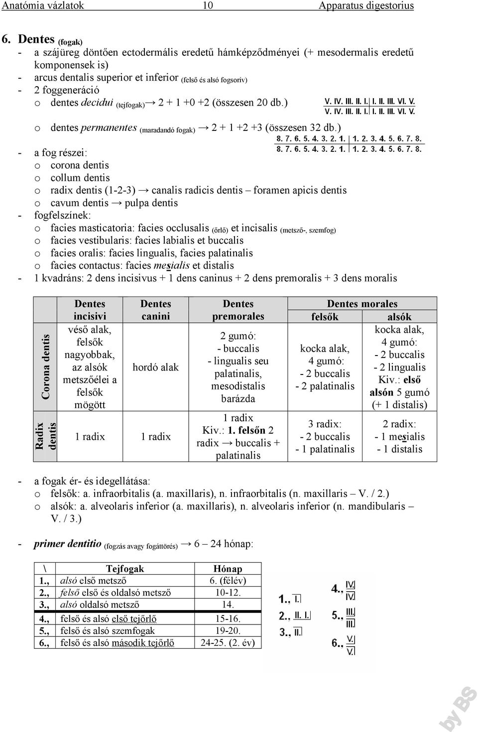 ) - a fog részei: o corona dentis o collum dentis o radix dentis (1-2-3) canalis radicis dentis foramen apicis dentis o cavum dentis pulpa dentis - fogfelszínek: o facies masticatoria: facies