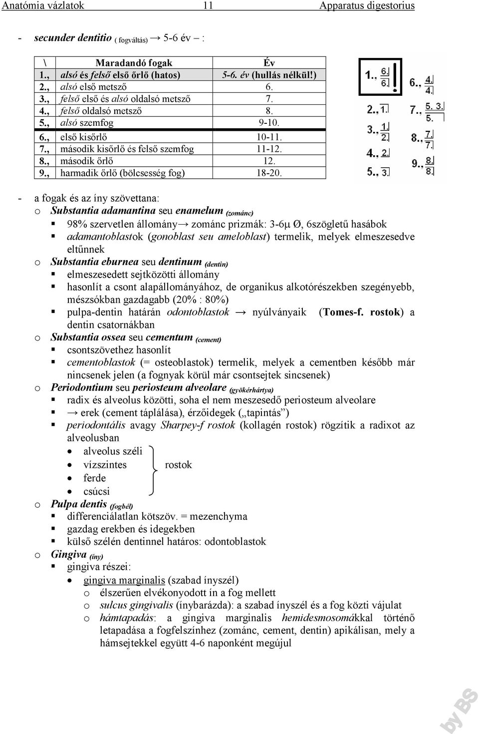 - a fogak és az íny szövettana: o Substantia adamantina seu enamelum (zománc) 98% szervetlen állomány zománc prizmák: 3-6µ Ø, 6szögletű hasábok adamantoblastok (gonoblast seu ameloblast) termelik,