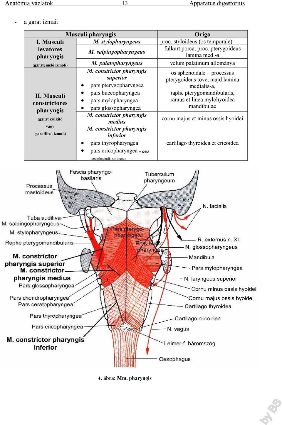 constrictor pharyngis superior pars pterygopharyngea pars buccopharyngea pars mylopharyngea pars glossopharyngea M. constrictor pharyngis medius M.