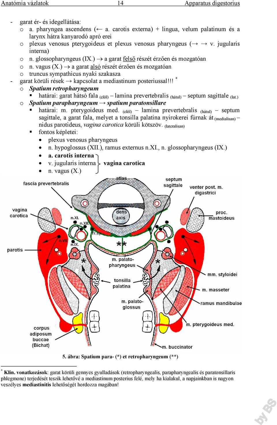 ) a garat felső részét érzően és mozgatóan o n. vagus (X.) a garat alsó részét érzően és mozgatóan o truncus sympathicus nyaki szakasza - garat körüli rések kapcsolat a mediastinum posteriussal!