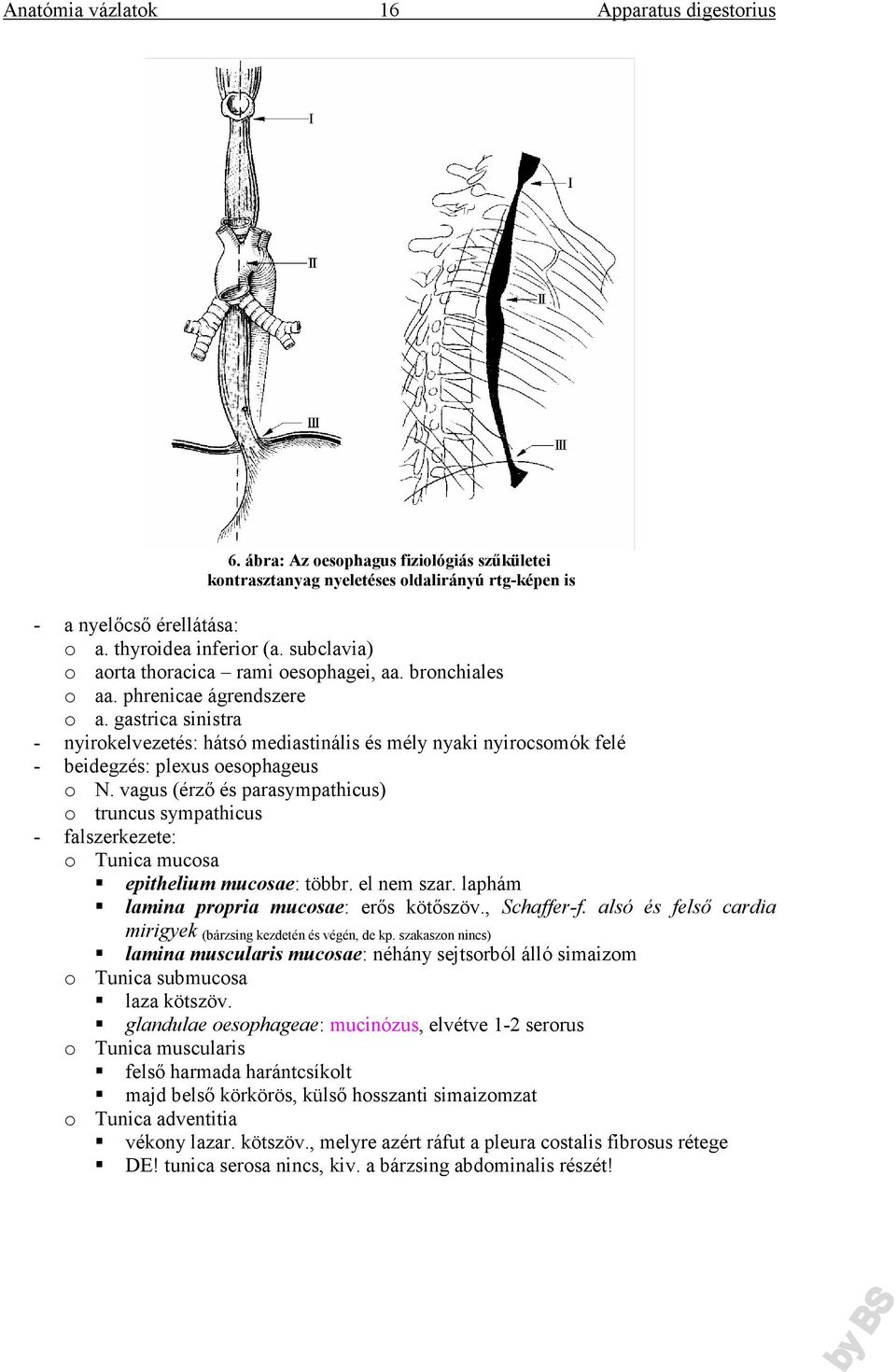 gastrica sinistra - nyirokelvezetés: hátsó mediastinális és mély nyaki nyirocsomók felé - beidegzés: plexus oesophageus o N.