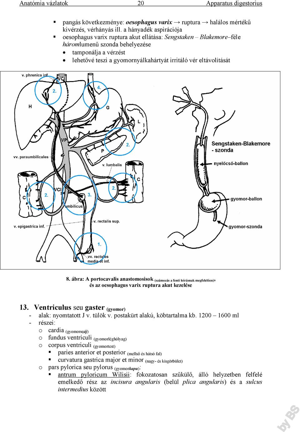 eltávolítását 8. ábra: A portocavalis anastomosisok (számozás a fenti leírásnak megfelelően), és az oesophagus varix ruptura akut kezelése 13. Ventriculus seu gaster (gyomor) - alak: nyomtatott J v.