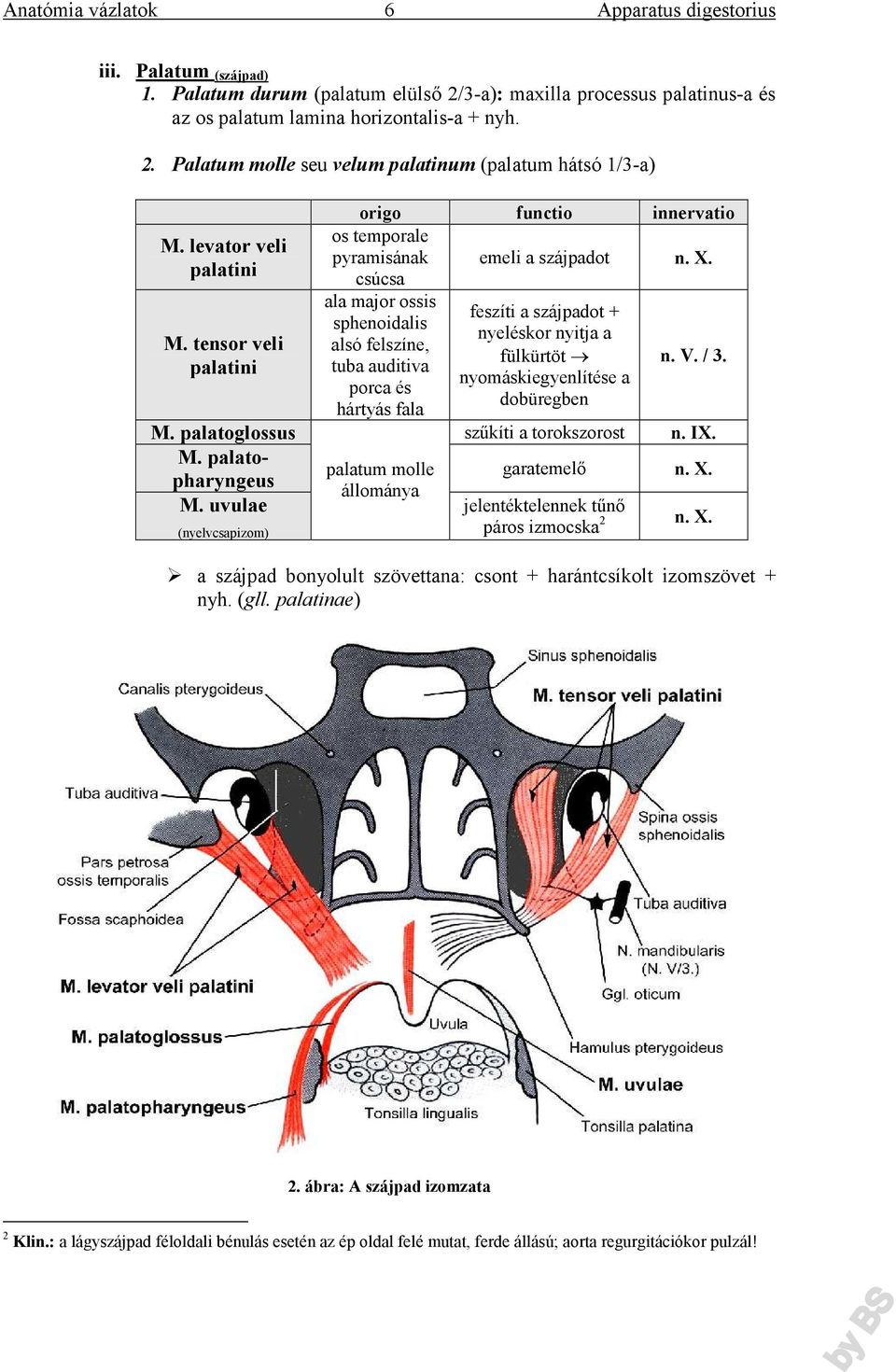 csúcsa ala major ossis feszíti a szájpadot + sphenoidalis nyeléskor nyitja a alsó felszíne, fülkürtöt tuba auditiva nyomáskiegyenlítése a porca és dobüregben hártyás fala n. V. / 3. M.