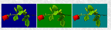 GIF GIF - transparency Graphic Interchange Format (GIF) GIF87a, GIF89a Speciális funkciók Átlátszóság (Transparency) Animáció (Animated GIF) Váltósoros (Interlaced) 49 50 GIF transparency 2