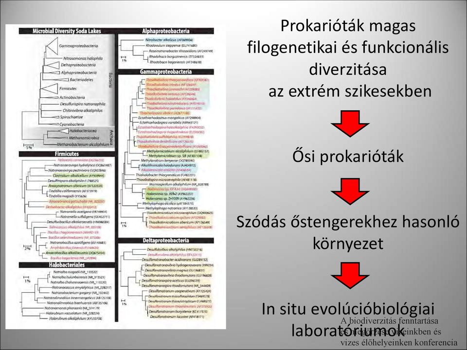 szikesekben Ősi prokarióták Szódás