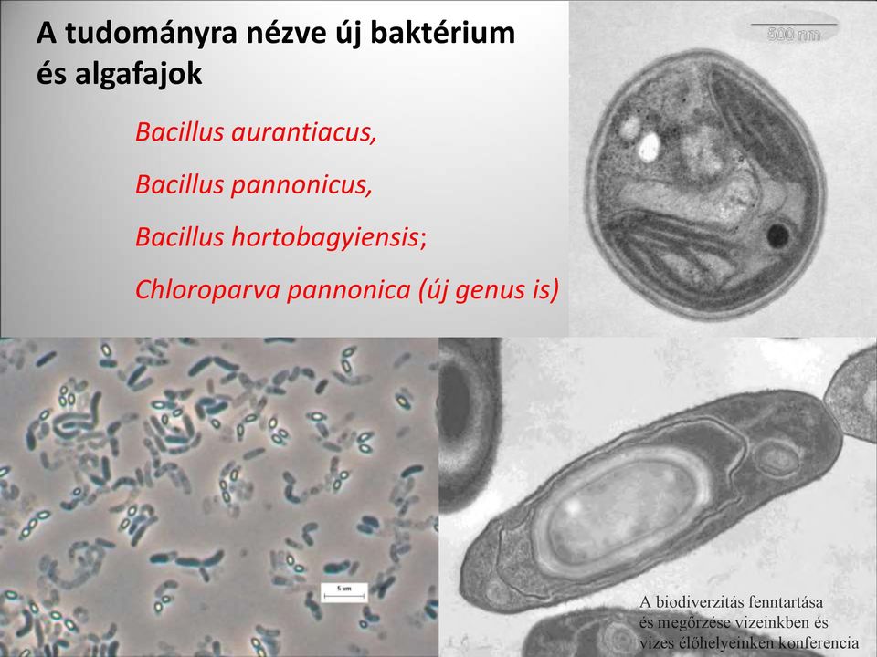 Bacillus pannonicus, Bacillus