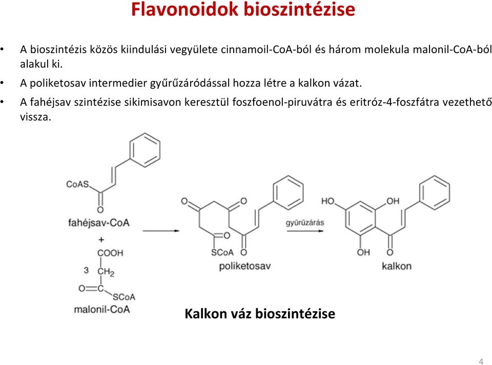 A poliketosav intermedier gyűrűzáródással hozza létre a kalkon vázat.