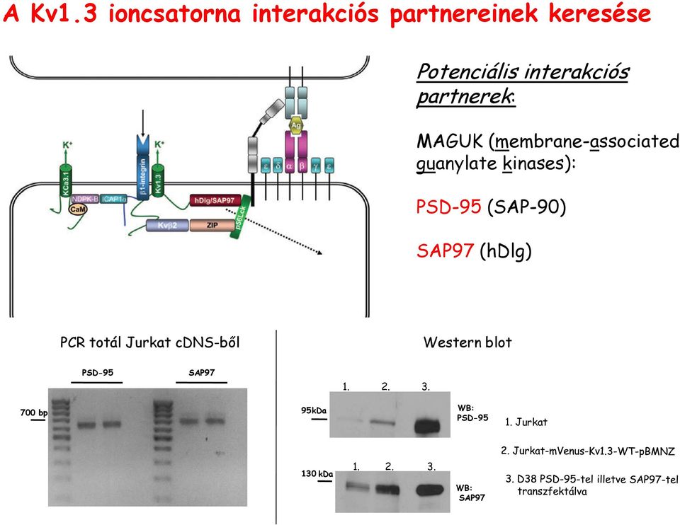 interakciós partnerek: MAGUK (membrane-associated guanylate kinases):
