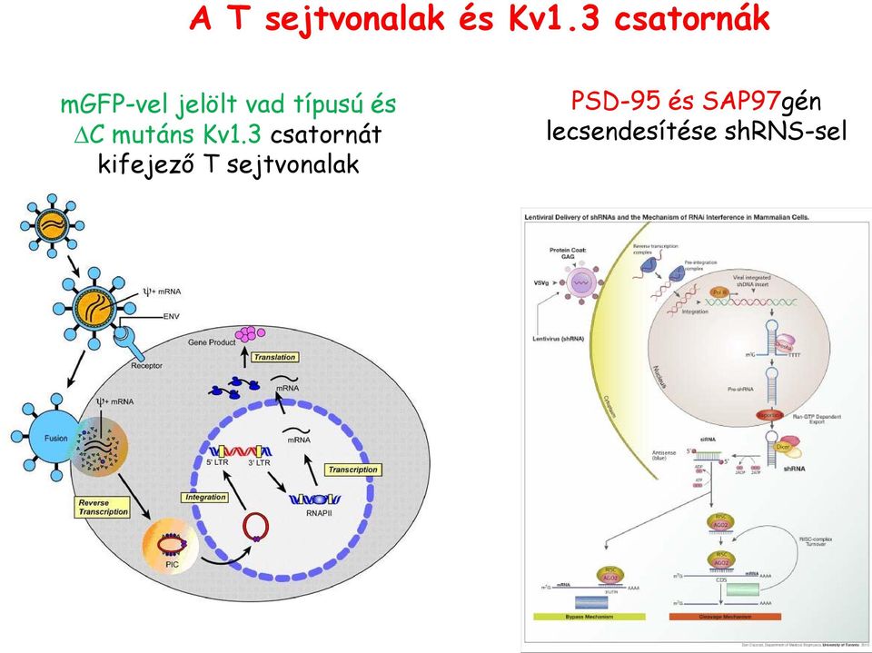 és C mutáns Kv1.