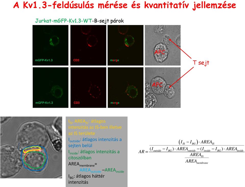 3 CD3 merge I IS, AREA IS : átlagos intenzitás az IS-ben illetve az IS területe I outside : átlagos intenzitás a sejten