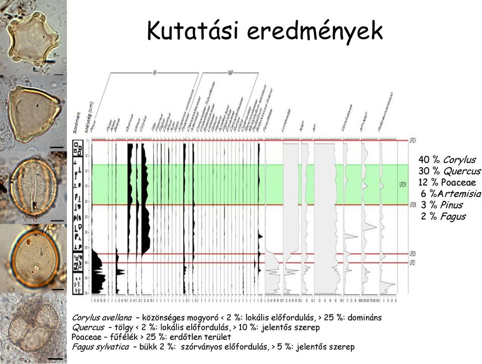 Quercus tölgy < 2 %: lokális előfordulás, > 10 %: jelentős szerep Poaceae fűfélék > 25