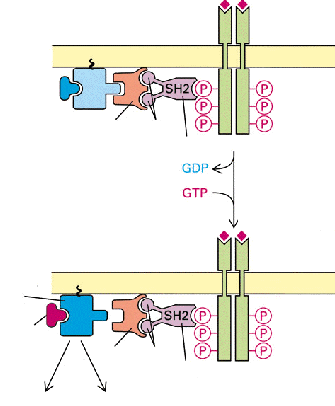 A receptor adapterek segítségével inaktív Ras-GD-hez kapcsolódik Adapter fehérjék szerepe * GRB2 (Growth factor Receptor Binding 2) - SH2 és SH3 domének * Sos (Son
