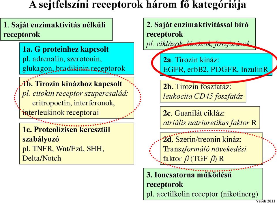 TNFR, Wnt/Fzd, SHH, Delta/Notch 2. Saját enzimaktivitással bíró receptorok pl. ciklázok, kinázok, foszfatázok 2a. Tirozin kináz: EGFR, erbb2, DGFR, InzulinR 2b.