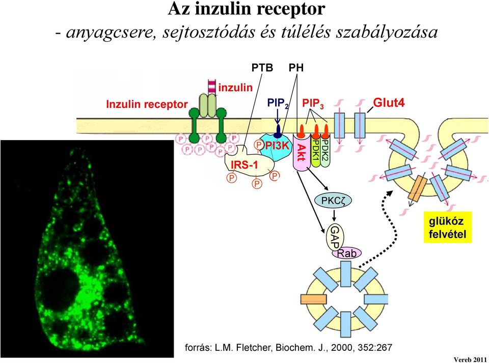 p70s6k mtor GSK3 GA Rab glükóz felvétel S6 1 Glikogén szintáz