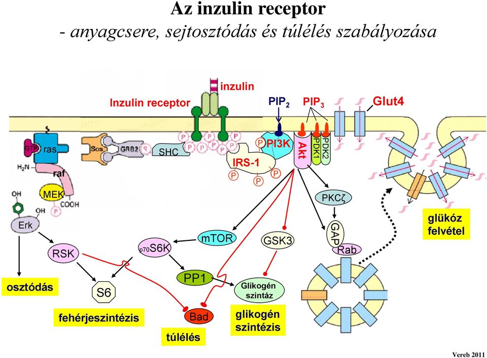 IRS-1 I3K Akt DK2 DK1 KCζ Erk RSK p70s6k mtor GSK3 GA Rab glükóz