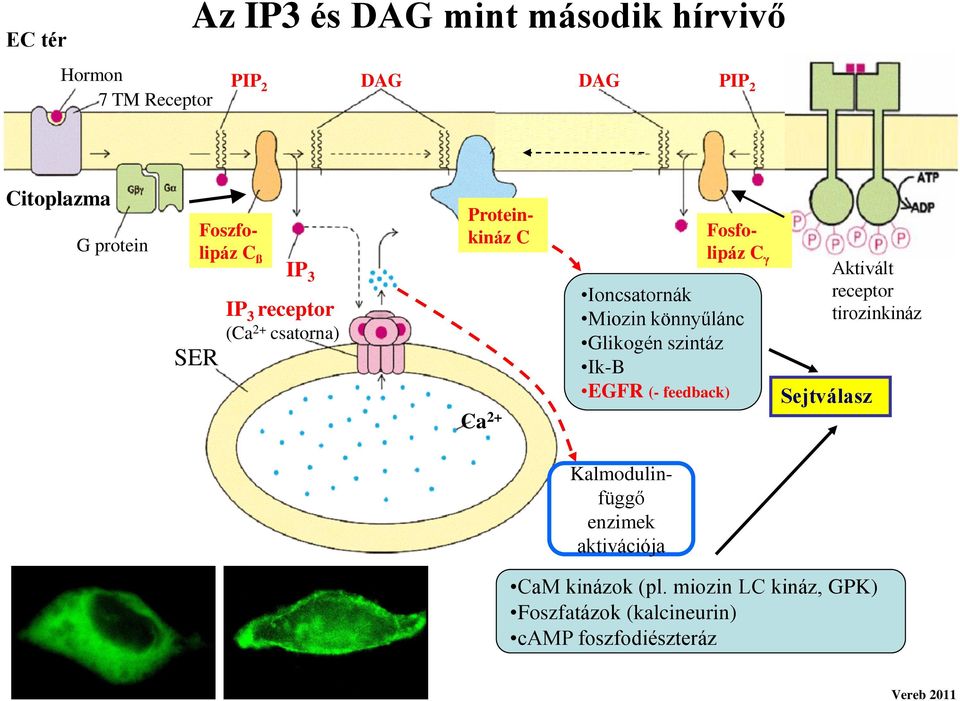 könnyűlánc Glikogén szintáz Ik-B EGFR (- feedback) Sejtválasz Aktivált receptor tirozinkináz