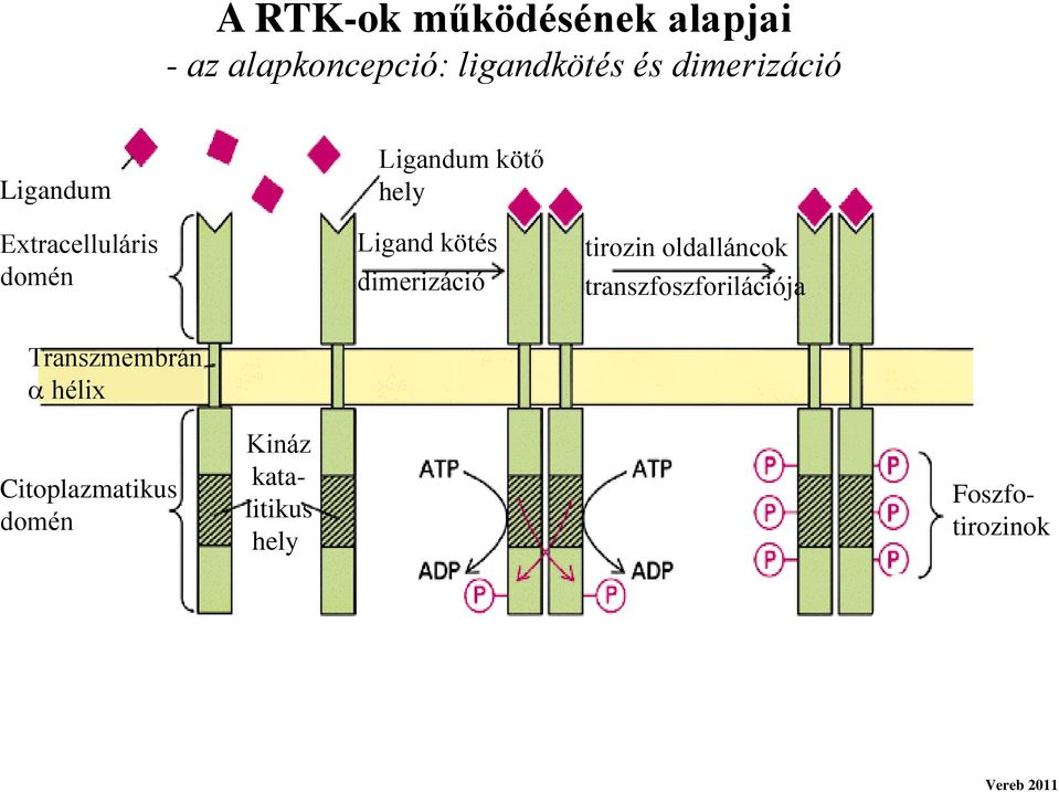 kötés dimerizáció tirozin oldalláncok transzfoszforilációja