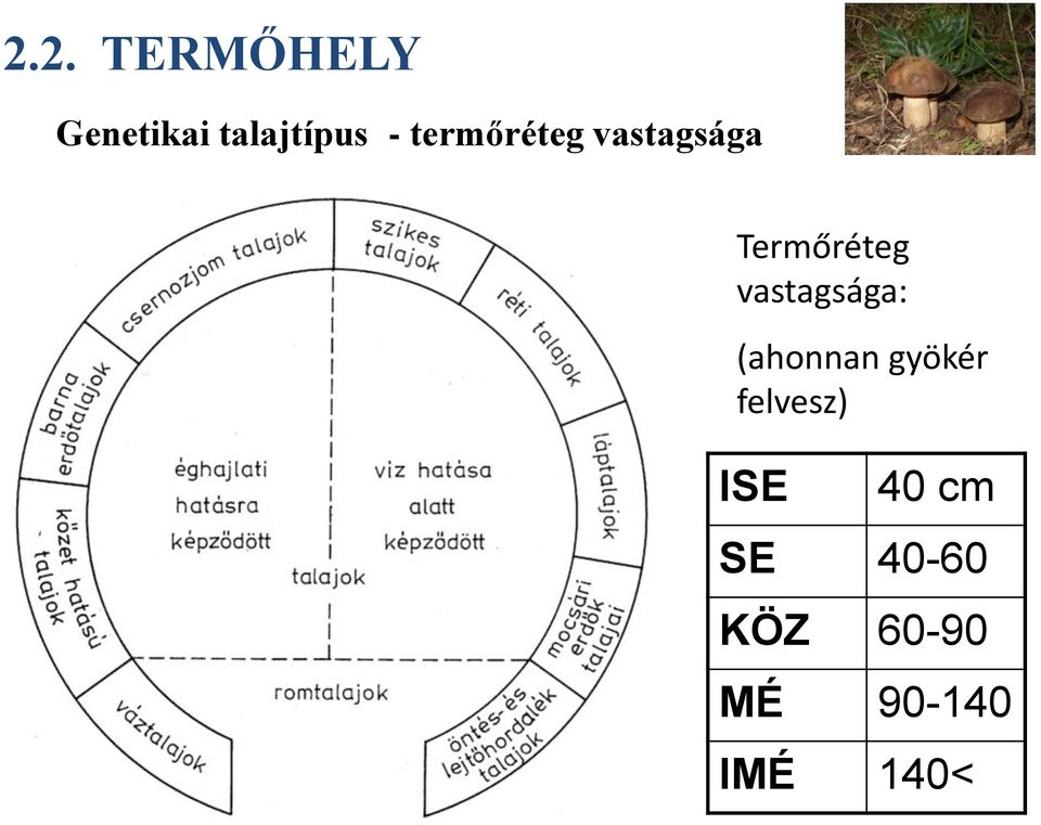 vastagsága: (ahonnan gyökér felvesz)