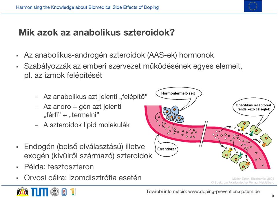 az izmok felépítését Az anabolikus azt jelenti felépítő Az andro + gén azt jelenti férfi + termelni A szteroidok lipid molekulák