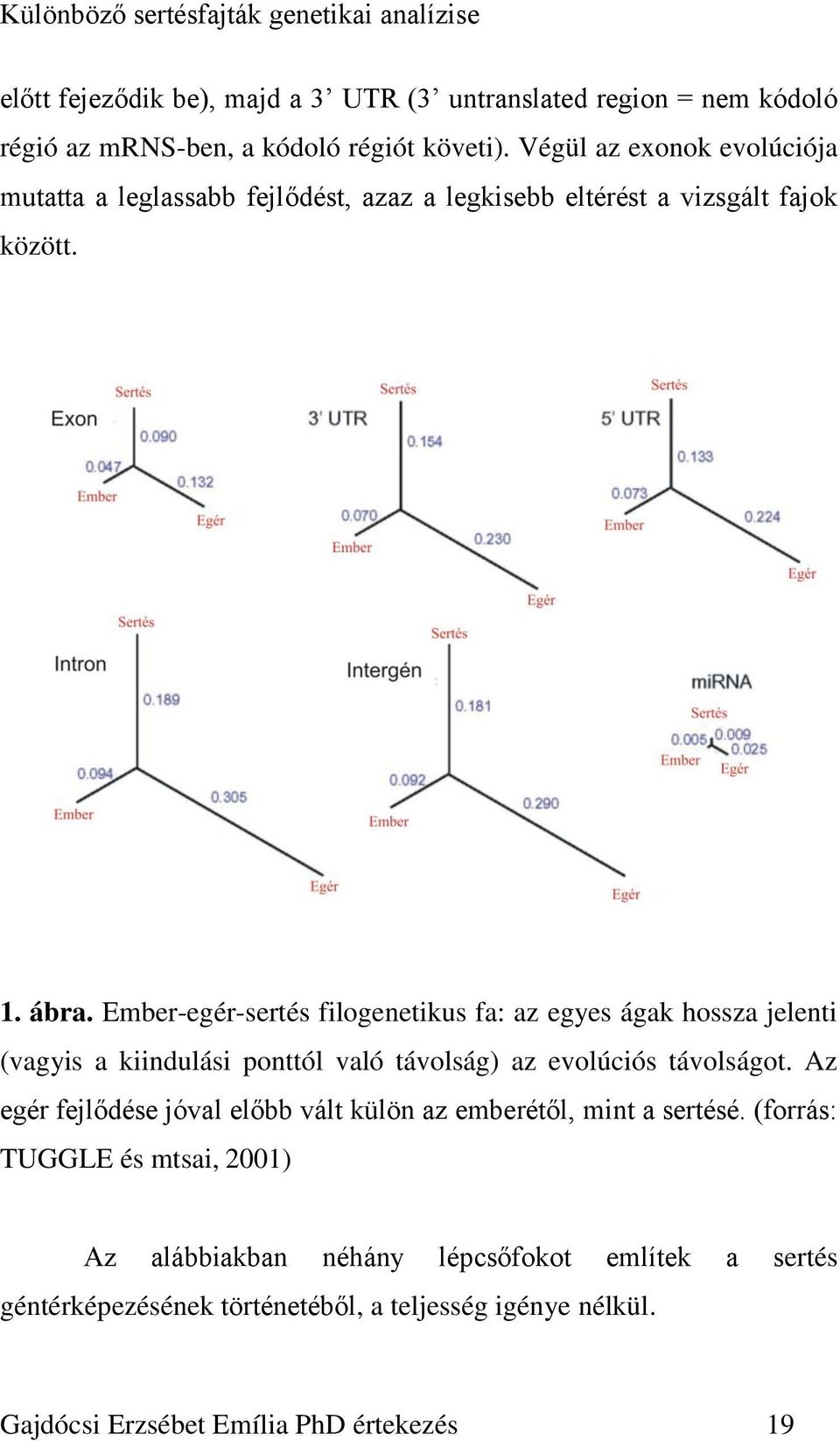 Ember-egér-sertés filogenetikus fa: az egyes ágak hossza jelenti (vagyis a kiindulási ponttól való távolság) az evolúciós távolságot.