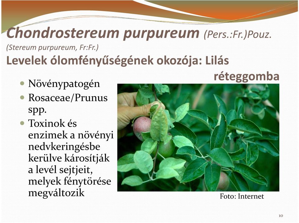 Rosaceae/Prunus spp.