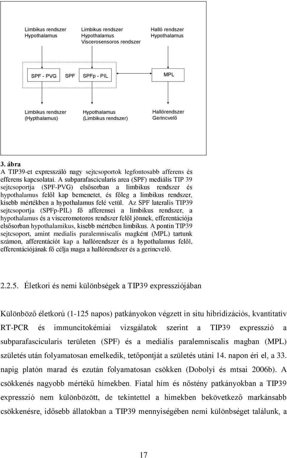 A subparafascicularis area (SPF) mediális TIP 39 sejtcsoportja (SPF-PVG) elsősorban a limbikus rendszer és hypothalamus felől kap bemenetet, és főleg a limbikus rendszer, kisebb mértékben a