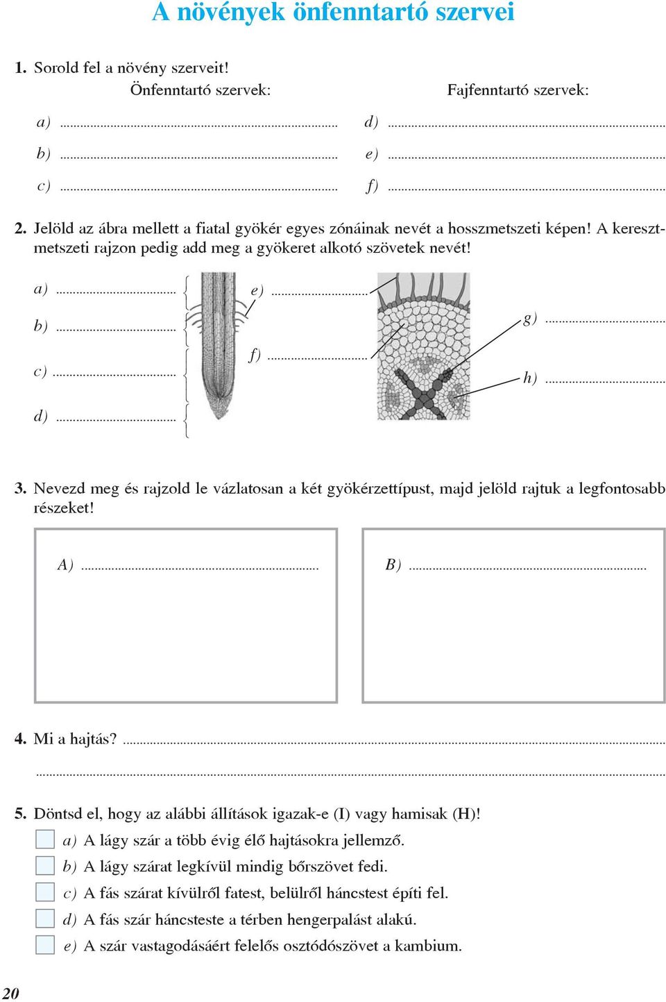 .. 3. Nevezd meg és rajzold le vázlatosan a két gyökérzettípust, majd jelöld rajtuk a legfontosabb részeket! A)... B)... 4. Mi a hajtás?... 5.