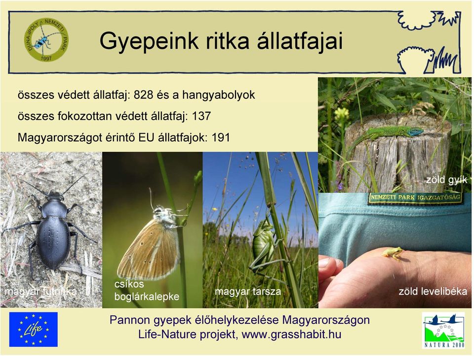 Magyarországot érintő EU állatfajok: 191 zöld gyík