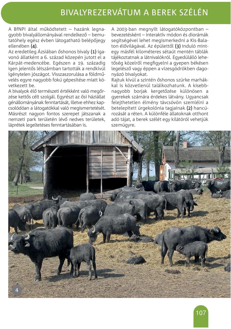 Visszaszorulása a földművelés egyre nagyobb fokú gépesítése miatt következett be. A bivalyok élő természeti értékként való megőrzése kettős célt szolgál.