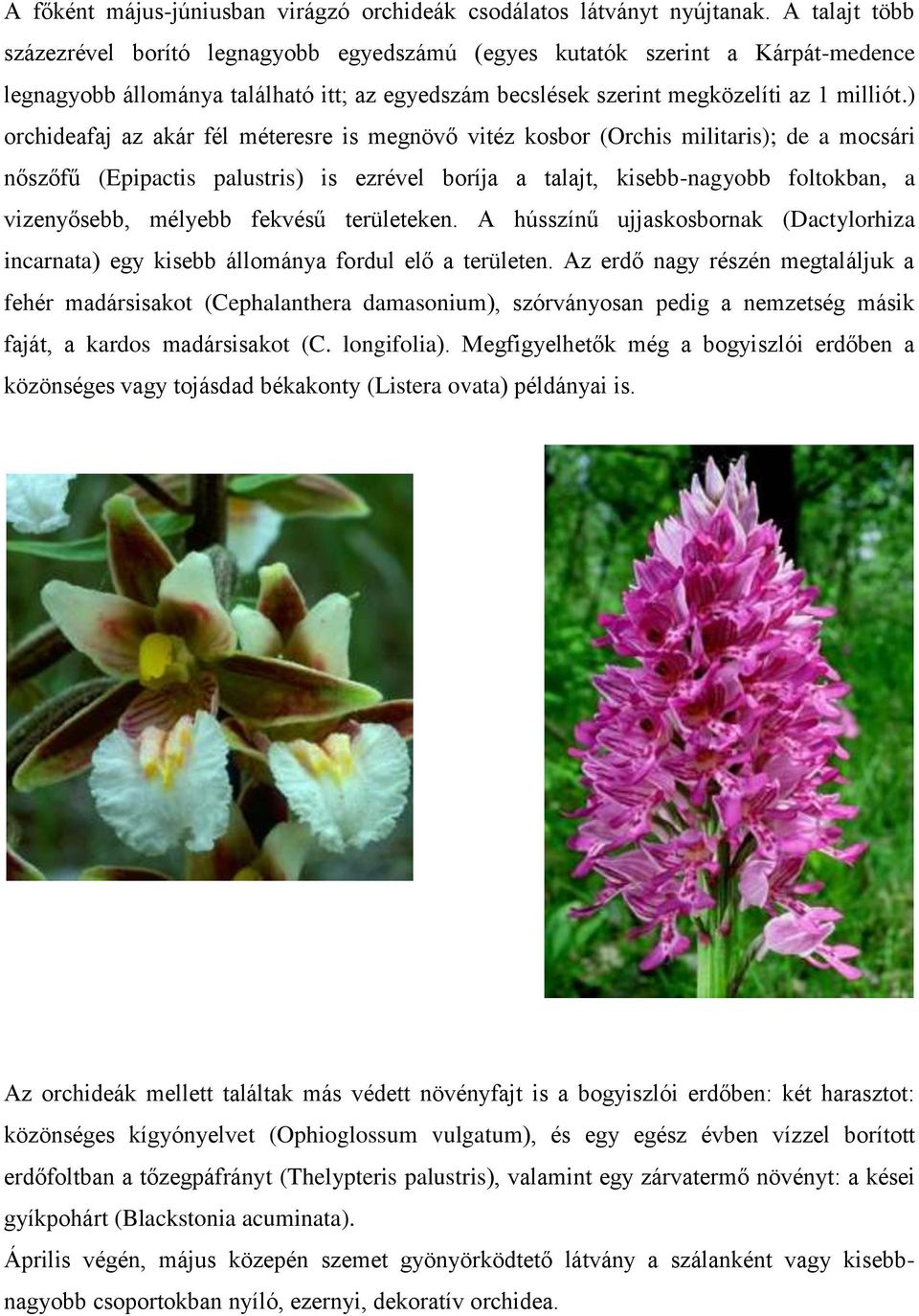 ) orchideafaj az akár fél méteresre is megnövő vitéz kosbor (Orchis militaris); de a mocsári nőszőfű (Epipactis palustris) is ezrével boríja a talajt, kisebb-nagyobb foltokban, a vizenyősebb, mélyebb