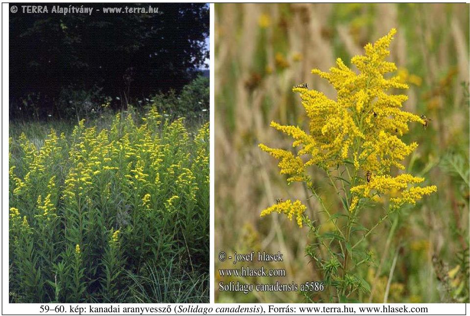 aranyvessző (Solidago