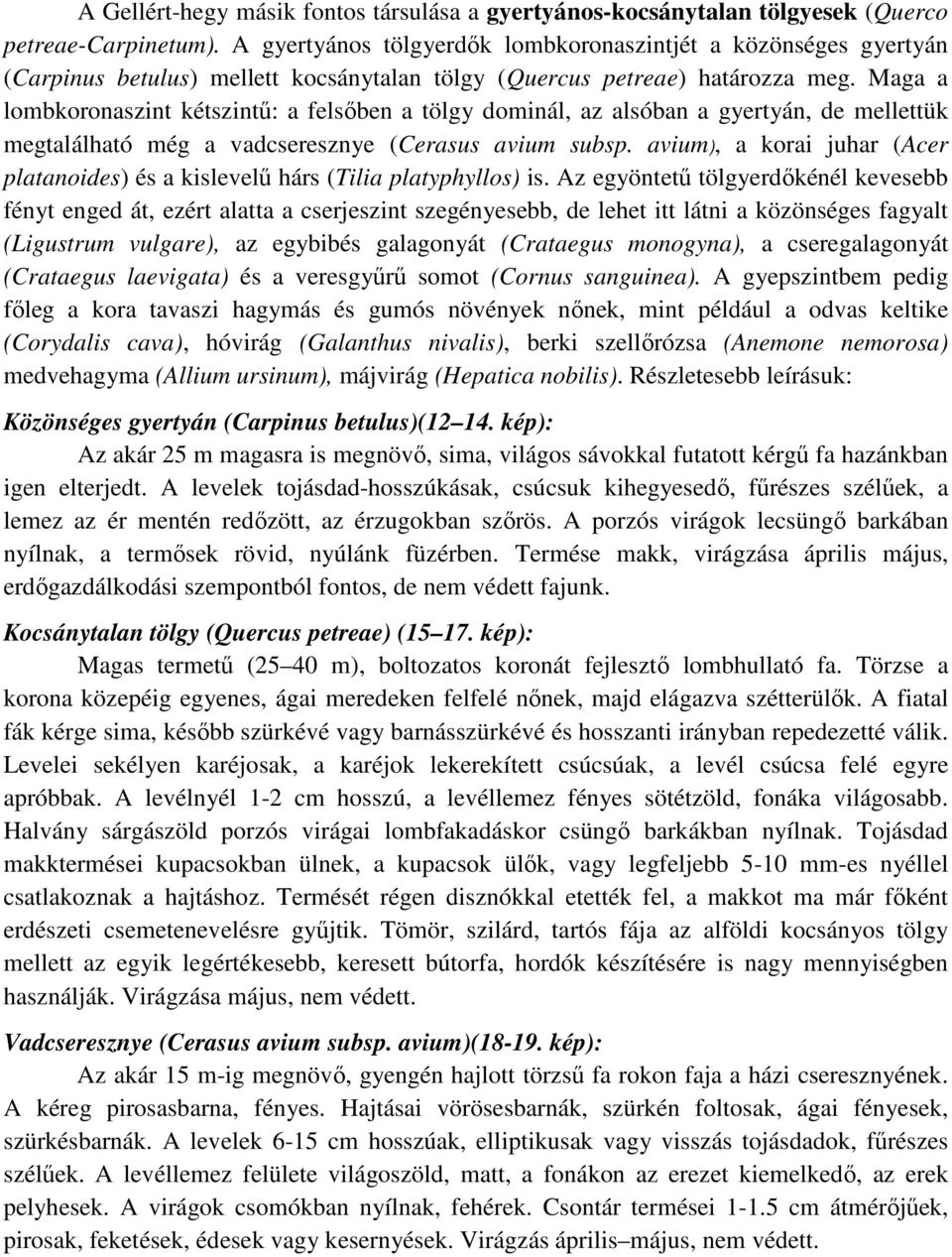 Maga a lombkoronaszint kétszintű: a felsőben a tölgy dominál, az alsóban a gyertyán, de mellettük megtalálható még a vadcseresznye (Cerasus avium subsp.