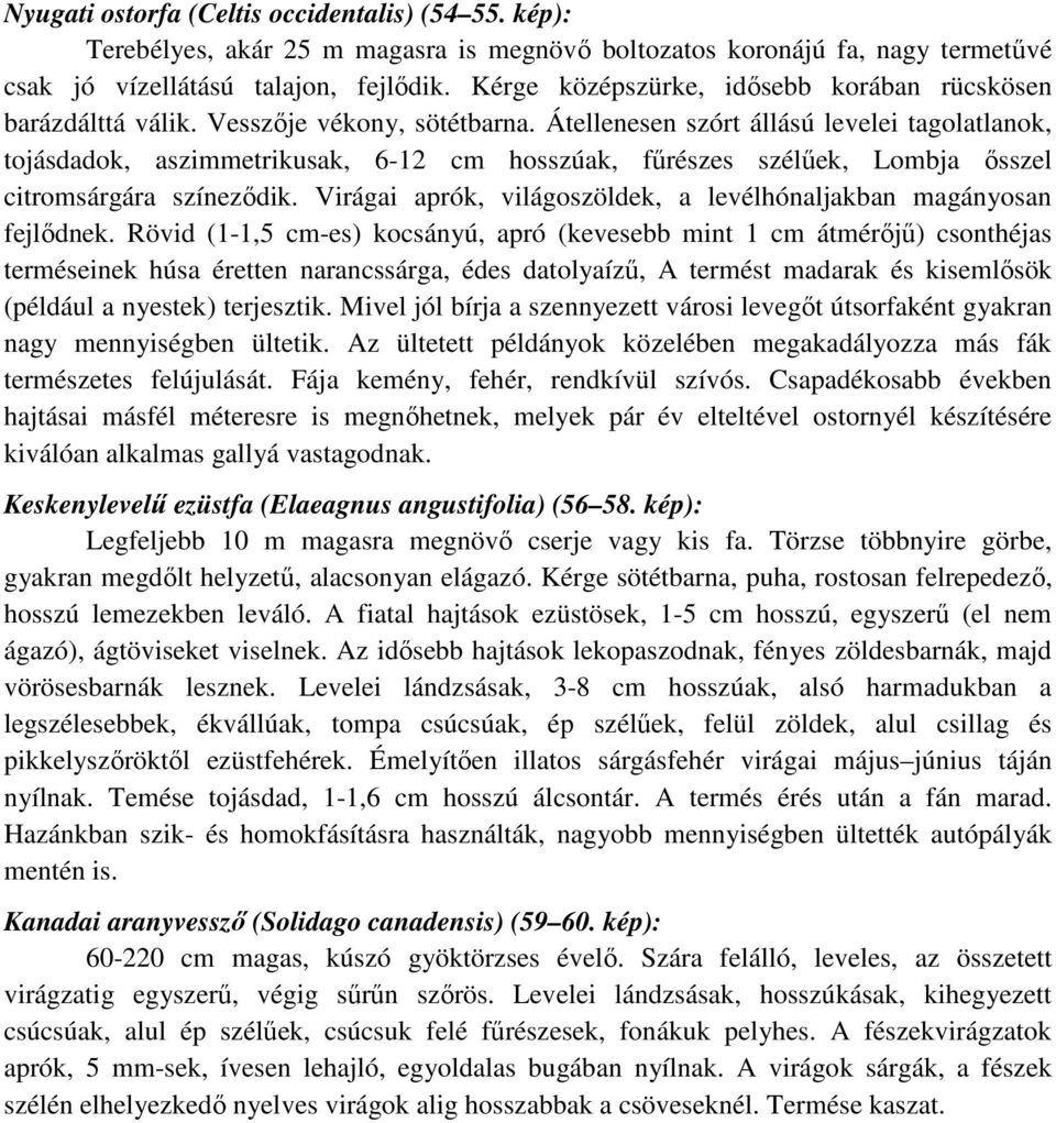 Átellenesen szórt állású levelei tagolatlanok, tojásdadok, aszimmetrikusak, 6-12 cm hosszúak, fűrészes szélűek, Lombja ősszel citromsárgára színeződik.