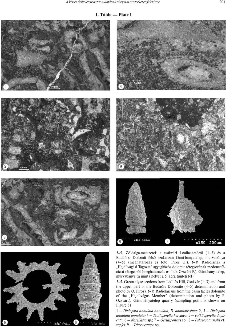 Radioláriák a Hajdúvágási Tagozat agyagközös dolomit rétegsorának medencefáciesű rétegeiből (meghatározás és fotó: Ozsvárt P.). Gánt-bányatelep, murvabánya (a minta helyét a 5. ábra tünteti fel) 1 5.