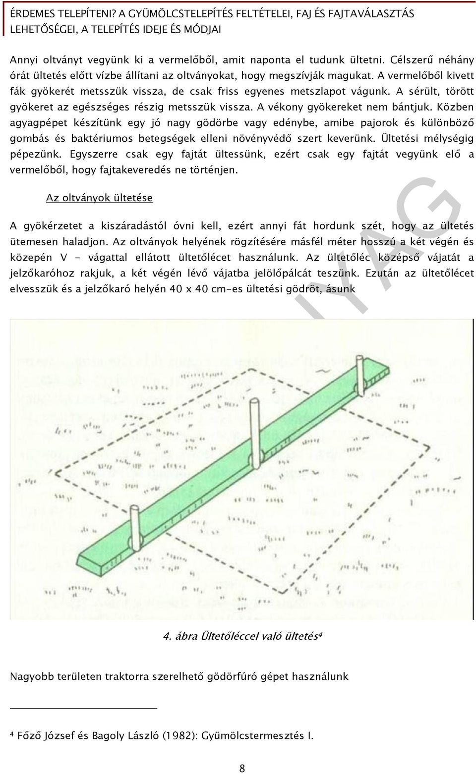 Közben agyagpépet készítünk egy jó nagy gödörbe vagy edénybe, amibe pajorok és különböző gombás és baktériumos betegségek elleni növényvédő szert keverünk. Ültetési mélységig pépezünk.
