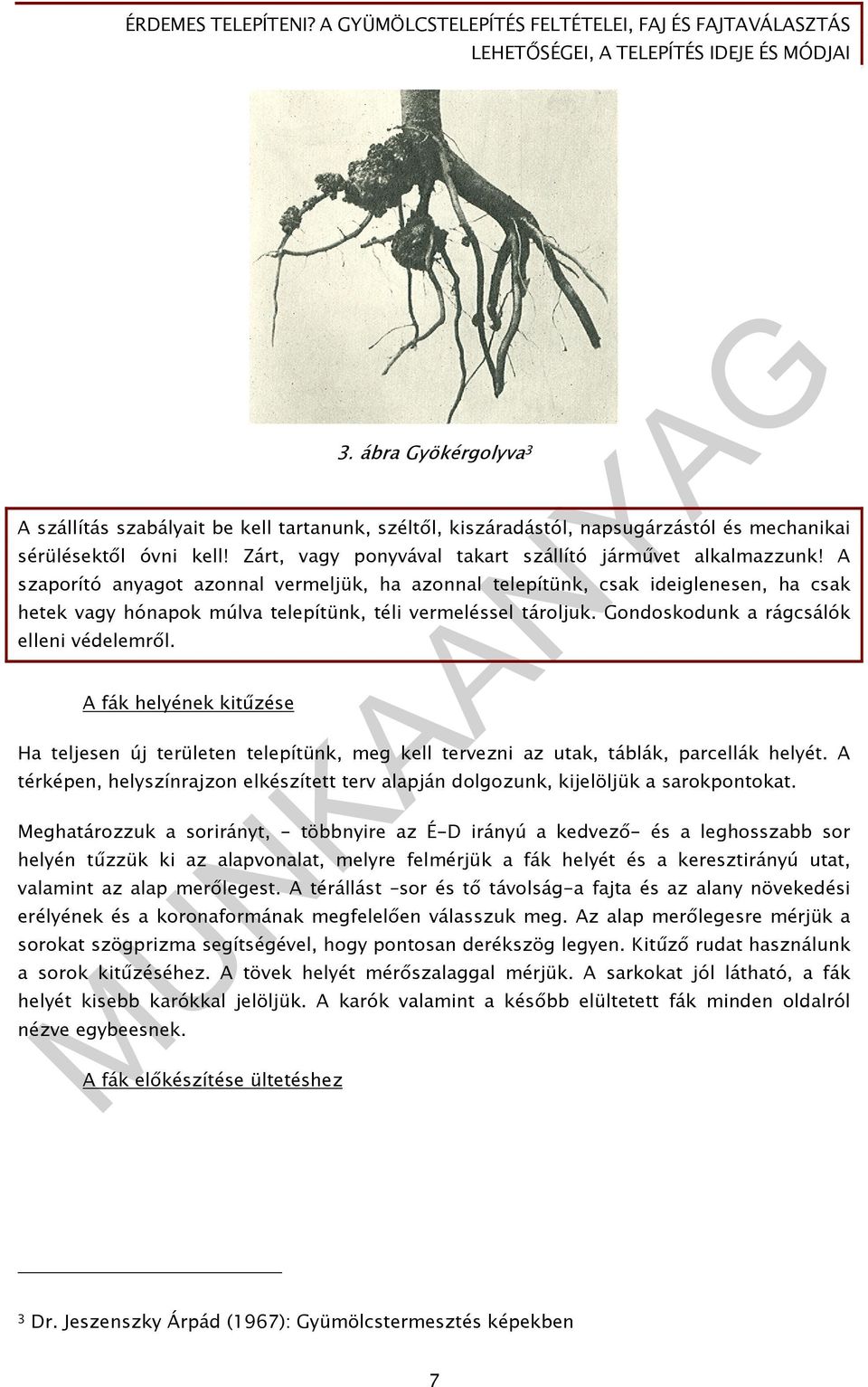 A szaporító anyagot azonnal vermeljük, ha azonnal telepítünk, csak ideiglenesen, ha csak hetek vagy hónapok múlva telepítünk, téli vermeléssel tároljuk. Gondoskodunk a rágcsálók elleni védelemről.