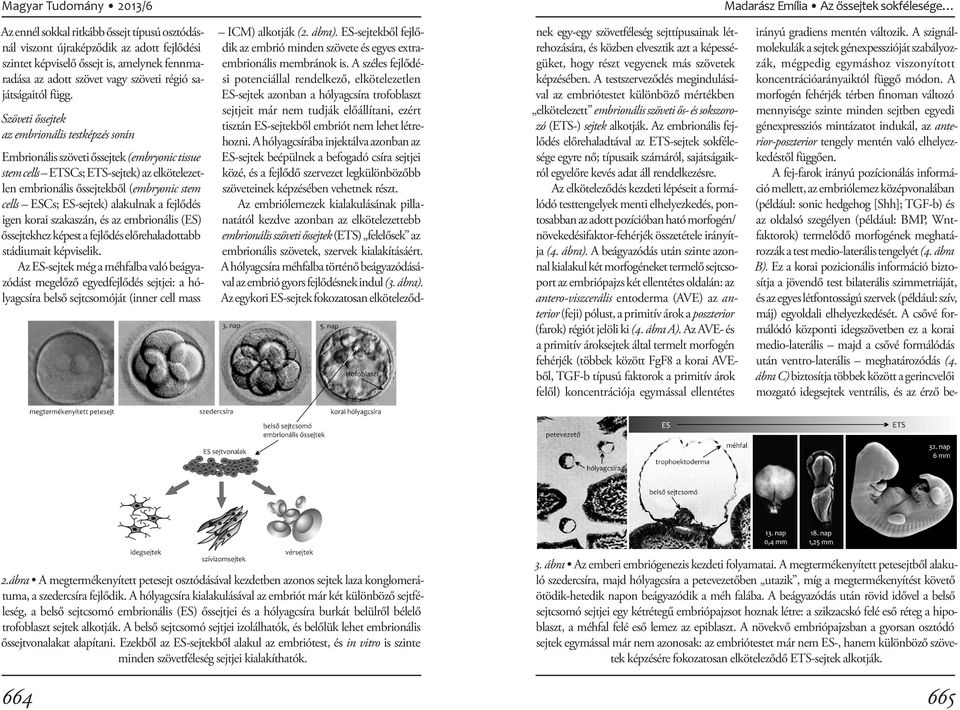 Szöveti őssejtek az embrionális testképzés során Embrionális szöveti őssejtek (embryonic tissue stem cells ETSCs; ETS-sejtek) az elkötelezetlen embrionális őssejtekből (embryonic stem cells ESCs;
