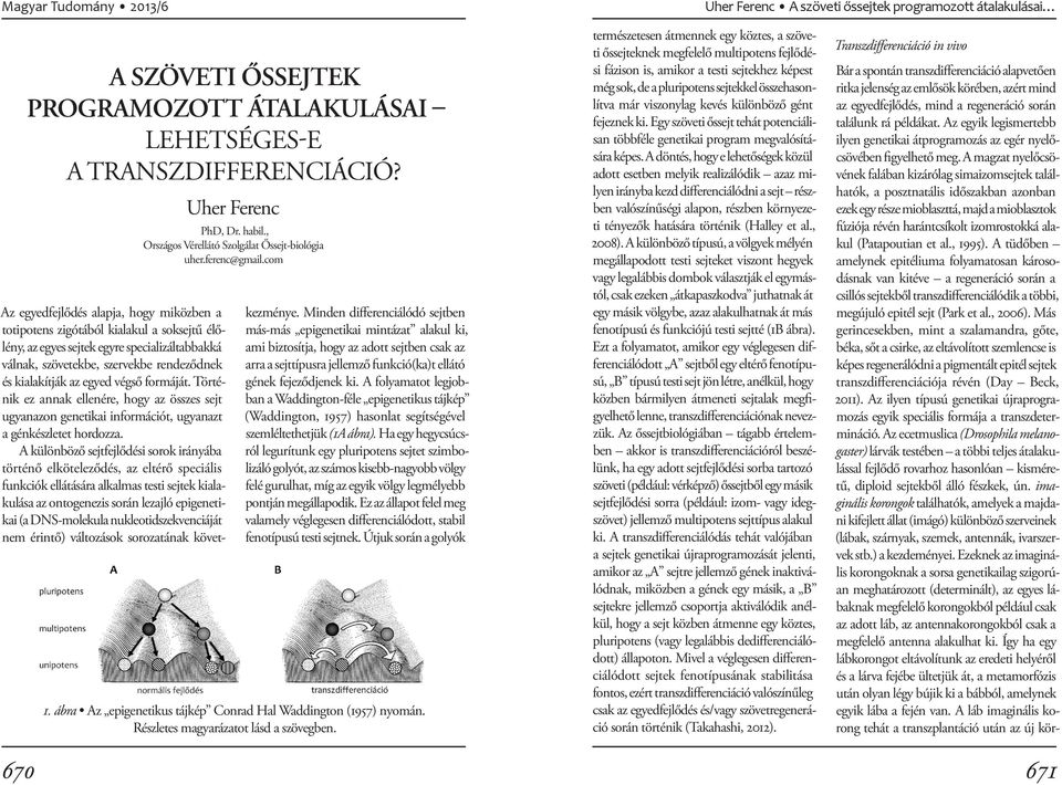 com Bár a spontán transzdifferenciáció alapvetően ritka jelenség az emlősök körében, azért mind az egyedfejlődés, mind a regeneráció során találunk rá példákat.