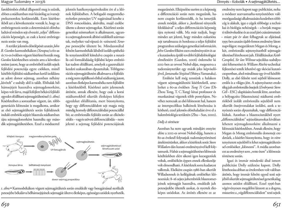 során van meg. A terület jelentős előrelépését azután John B. Gurdon karmosbékákon (Xenopus) a 60-as és 70-es években végzett kísérletei hozták meg.