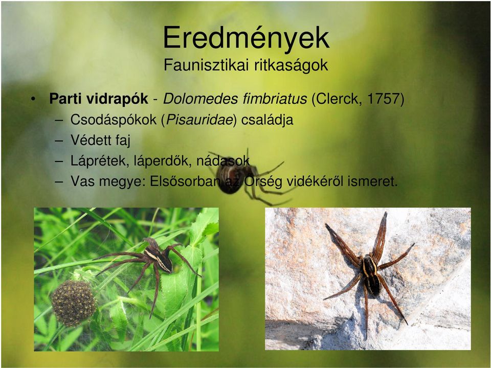 (Pisauridae) családja Védett faj Láprétek, láperdők,