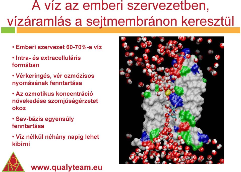 ozmózisos nyomásának fenntartása Az ozmotikus koncentráció növekedése